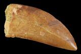 Serrated, Carcharodontosaurus Tooth - Kem Kem Beds #99792-1
